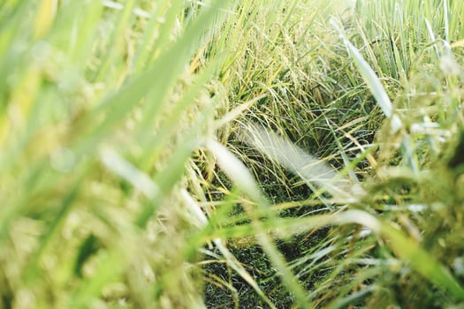 Cultivation of paddy photo
