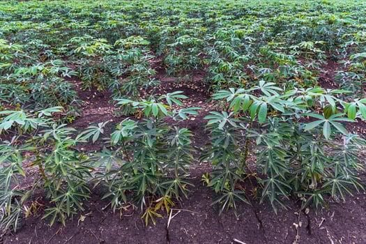 Cassava or Tapioca grow up. photo