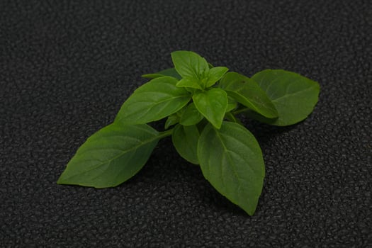 Fresh green Basil leaves - for cooking photo