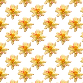 beauty fresh yellow cosmos flower seamless patterns isolated on white background. top view floral bright pattern love theme photo