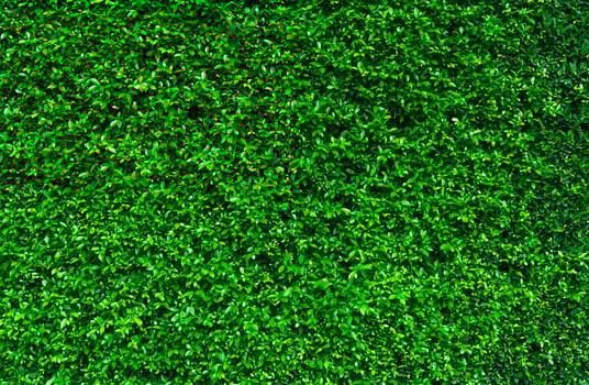 Natural green leaves background. Nature wallpaper. Eco wall. Summer background. Green leaves texture. Bush or shrub trimming. Backdrop for organic cosmetic product. Green garden hedge pattern. photo