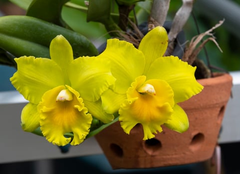 front view beauty fresh yellow Daffodil flower with green leaves hanging in ceramic pot. photo
