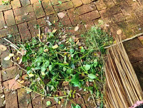 sweep the leaves when the area needs to be cleared photo