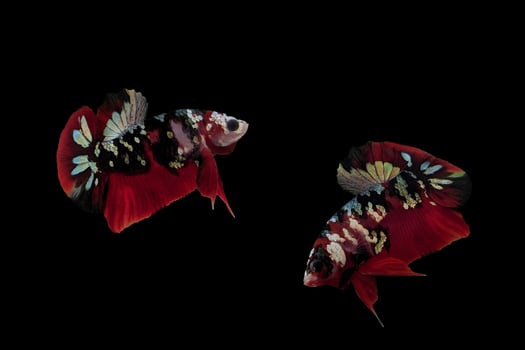 one pair of betta fish is dominant red with a white pattern photo
