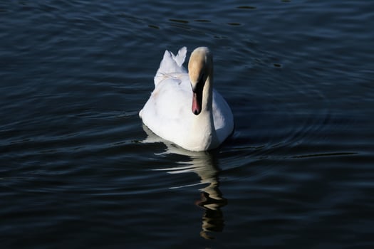 A view of a Mute Swan photo