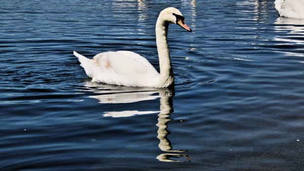 A close up of a Mute Swan photo