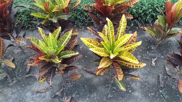 Yellow brown Green leaf Plant bush natural picture photo