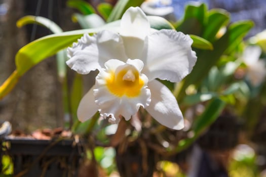 Orchid Flower close up view photo