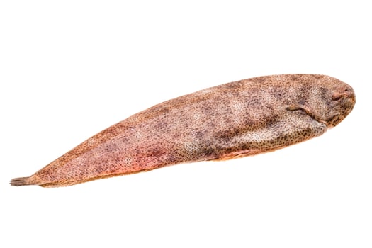 Fish Dover sole photo