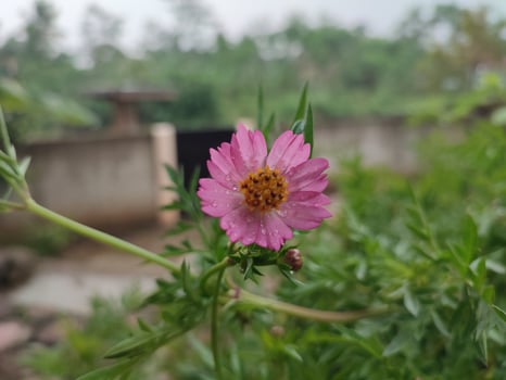 Cosmos caudatus flowering plant pink photo