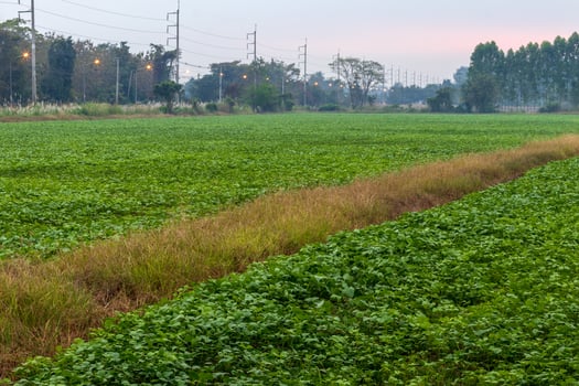 Green field crops, improve soil in rice fields. photo