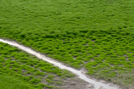 Green moss grass background and waterway. photo
