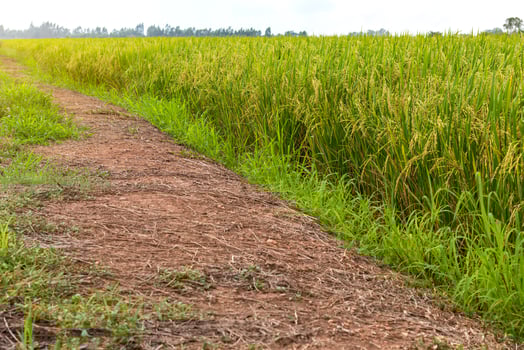 Mound and rice fields. photo