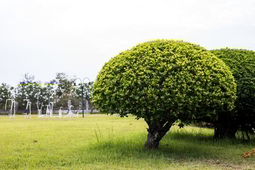 A low angle view, bonsai, spherical trees and beautifully pruned bushes of green leaves. photo