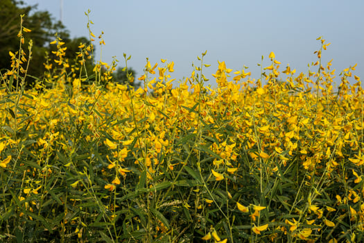 Sunhemp flower garden, Crotalaria juncea yellow, beautiful blooming, abundant abundance. photo