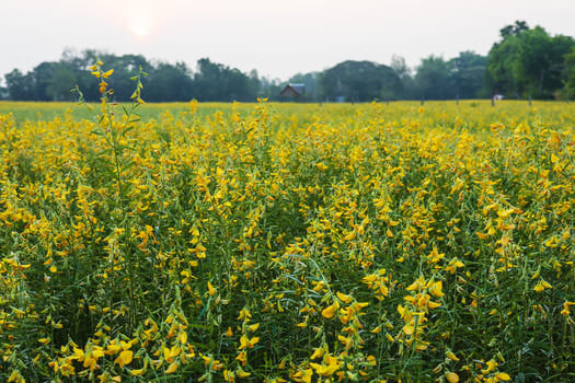 Sunhemp flower garden, Crotalaria juncea yellow, beautiful blooming, abundant abundance. photo