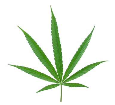 cannabis leaf isolated on white background photo