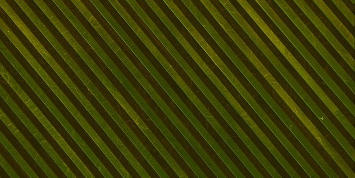 abstract background. striped texture photo