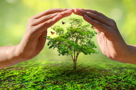 hands protecting trees world environment day concept photo