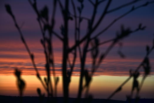 Red and blue evening sunset through the branches of trees photo