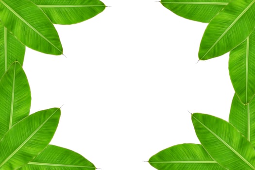 banana leaves on a white background photo