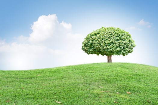 big tree on green grass photo