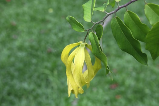 A yellow flower of Dwart Ylang-Ylang or Cananga fruticosa blooming on branch and l photo