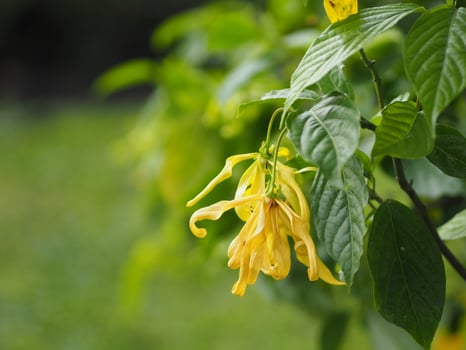 Cananga odorata Ylang-ylang name of flower Waves Gray bark Bouquet of flowers into a cluster Yellow or green petals are fragrant photo