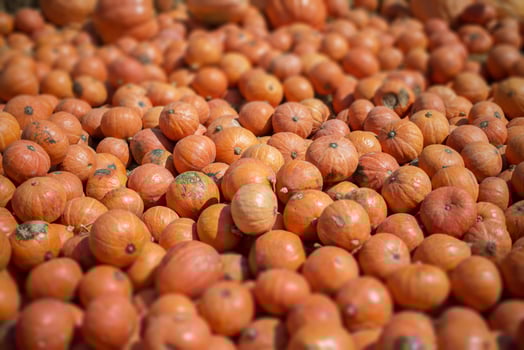 Tilt Shift Miniature Effect of Pumpkin Pile Background photo