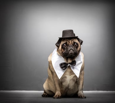 Sir pug gazing adorably. Dog portrait. photo