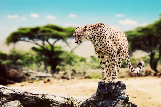 A wild cheetah about to attack. Safari in Serengeti, Tanzania, Africa. photo