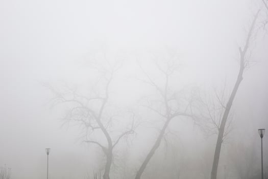 Trees in the foggy winter day photo