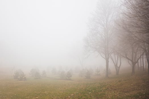 Trees in the foggy winter day photo