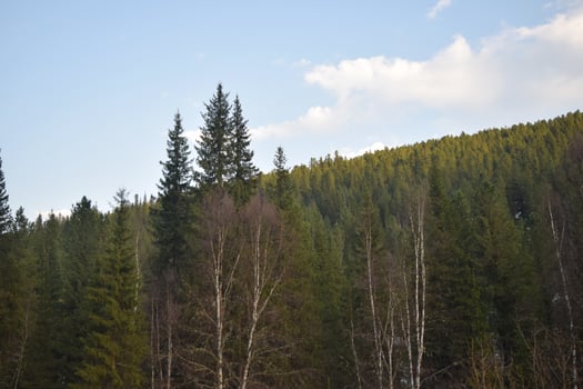 the nature of Eastern Siberia. Taiga. Krasnoyarsk Territory photo