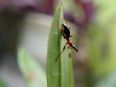 A red and black bug on top of a leaf photo