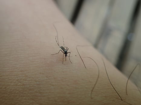 Mosquito suck blood on human skin. This mosquito can cause malaria. Aedes aegypti Mosquito. photo