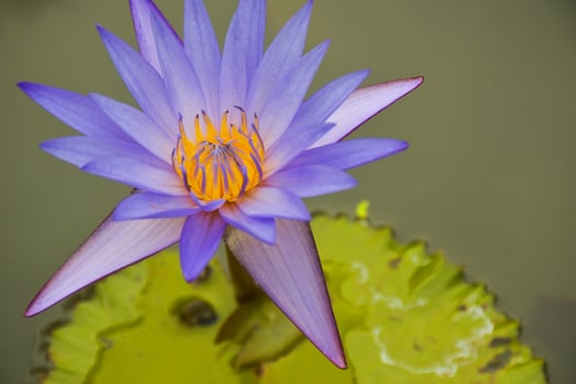 Beautiful pink and purple lotus flowers blooming in the water park, Thai park photo