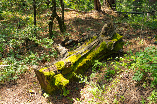 The trunk of an old fallen tree overgrown with moss in a mountain forest. photo