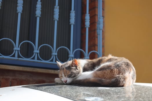 lonely and beautiful stray cat photo