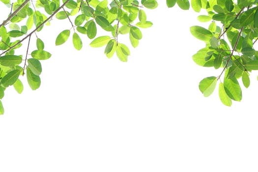 World environment day.Green leaves on a white background photo