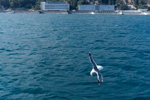 View of the water surface of the sea with flying seagulls. photo