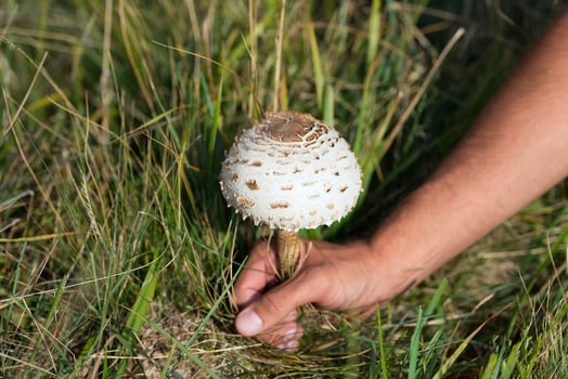 Hand ripped from the ground mushroom drum stick photo