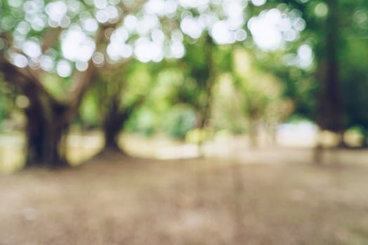Green toned blurred nature bokeh public park with several trees. photo