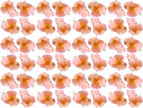 pattern Flowers on a white background photo