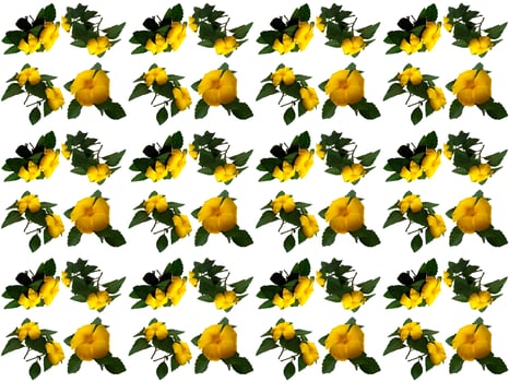 pattern Flowers on a white background photo