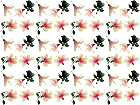 pattern Flowers on a white background photo