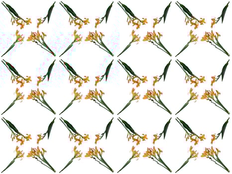 pattern Flowers on a white background photo