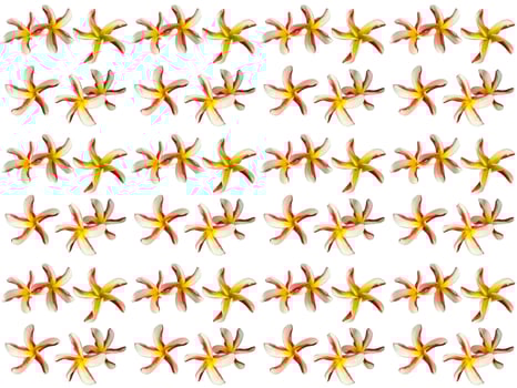 Pattern Floral on a white background photo