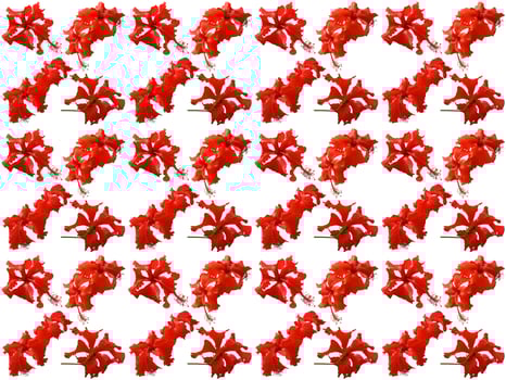 Pattern Floral on a white background photo