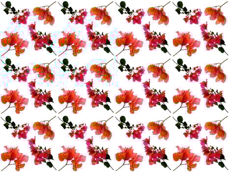 Pattern Floral on a white background photo